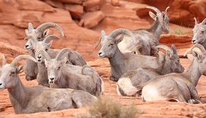 Desert Big Horn Sheep in Valley of Fire State Park, NV